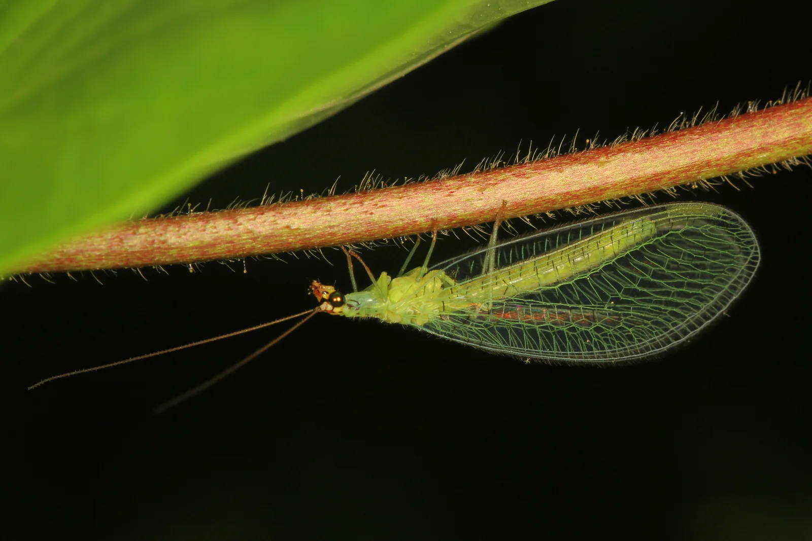 An adult green lacewing with a bright green body, golden eyes, long antennae, and transparent net-veined wings.