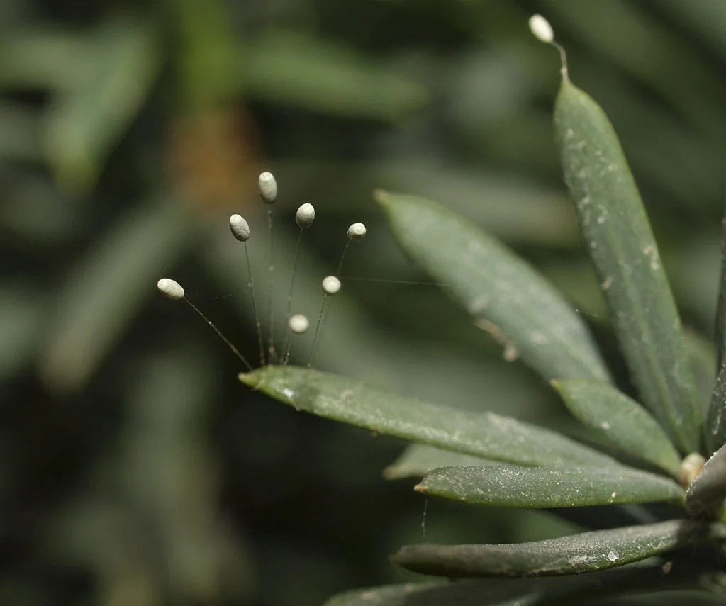 Several pale green lacewing eggs balanced on long hair-thin stalks above a dark green leaf.