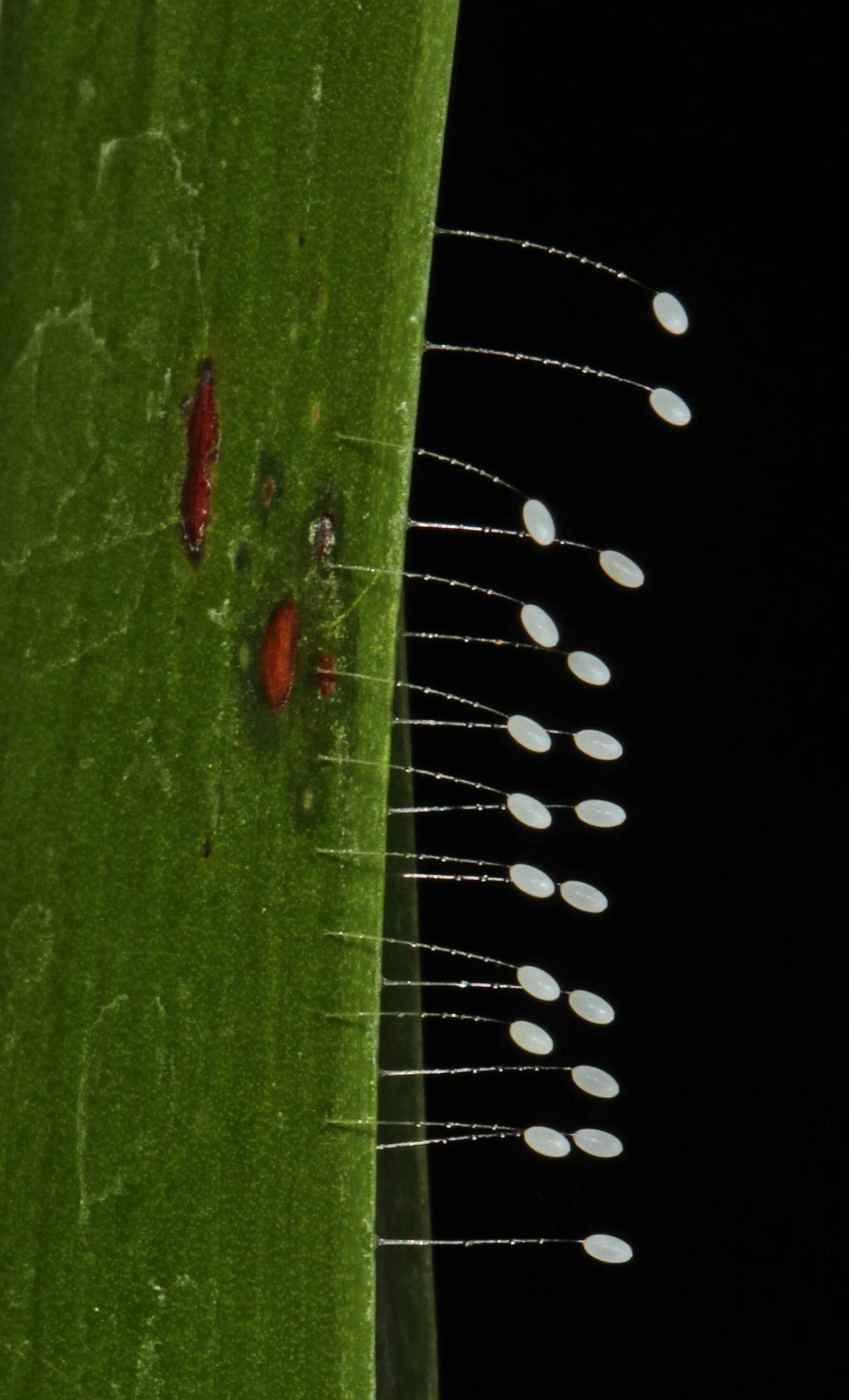 Close view of translucent oval lacewing eggs at the tips of separate slender stalks.