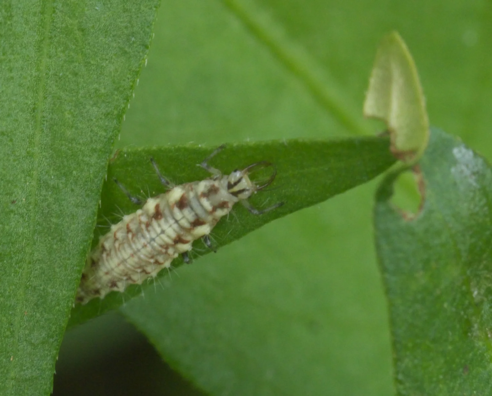 A green lacewing larva with a narrow mottled body and two curved mouthparts at its head.