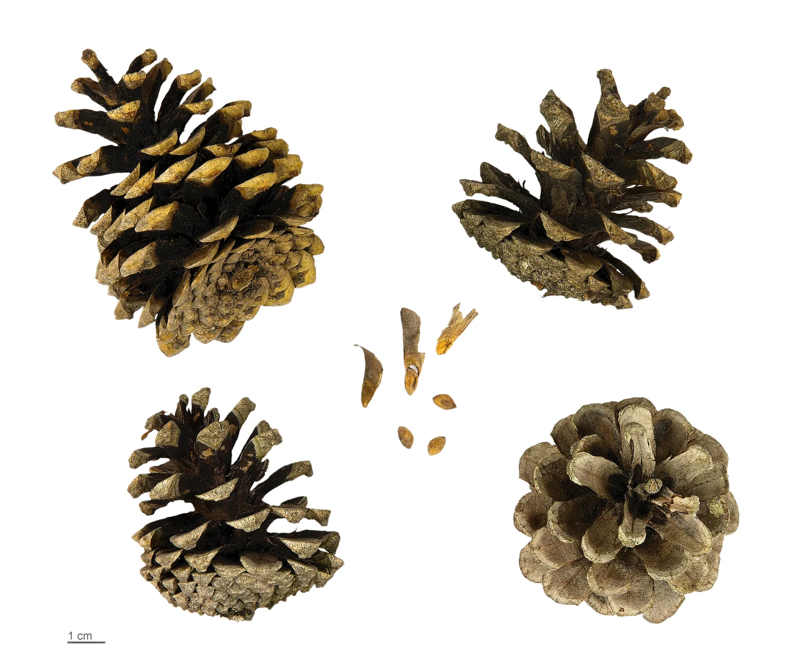 Four mature brown Austrian Pine cones with loose winged seeds and a one-centimeter scale on a white background.