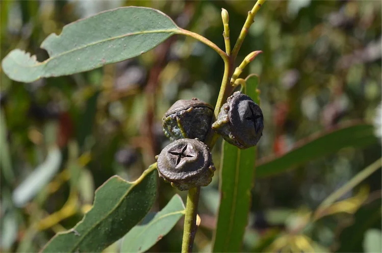 A close botanical view of clustered woody Tasmanian Blue Gum capsules with valves visible at their tops.