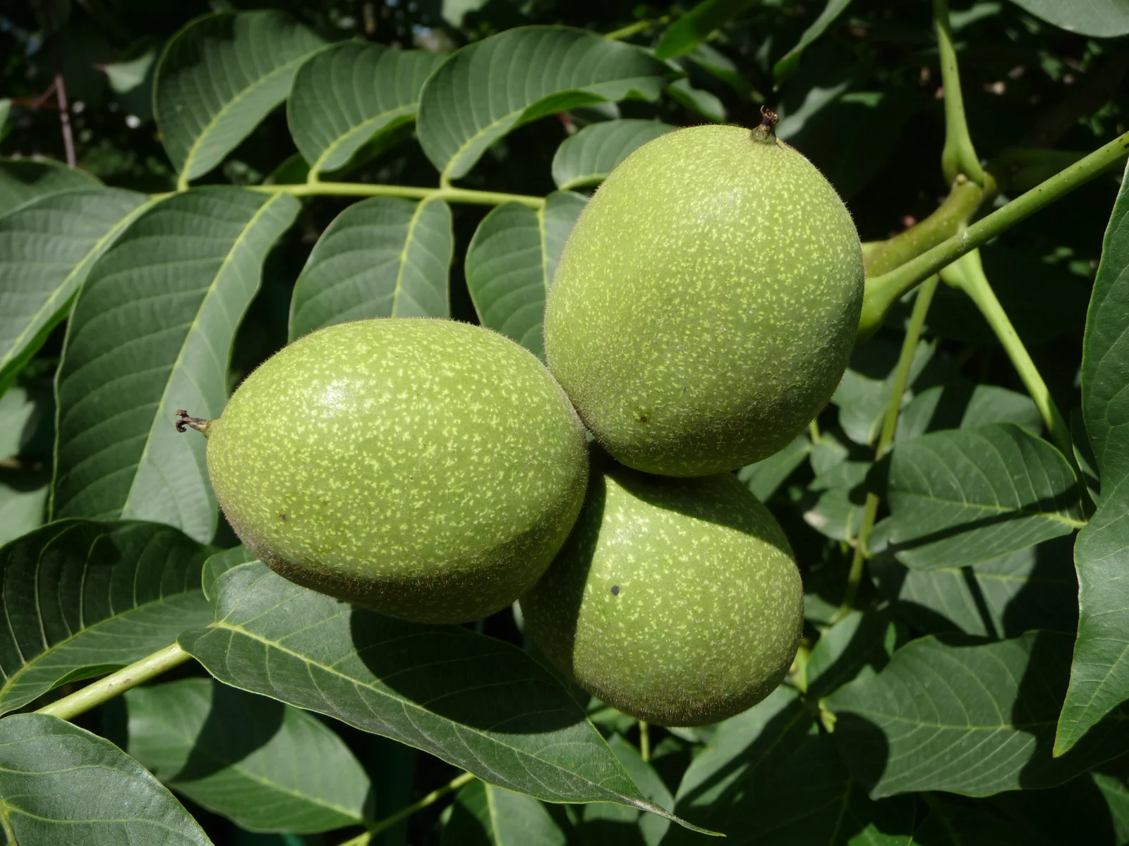 Three round green English Walnut husks growing among pinnately compound leaves on a branch.