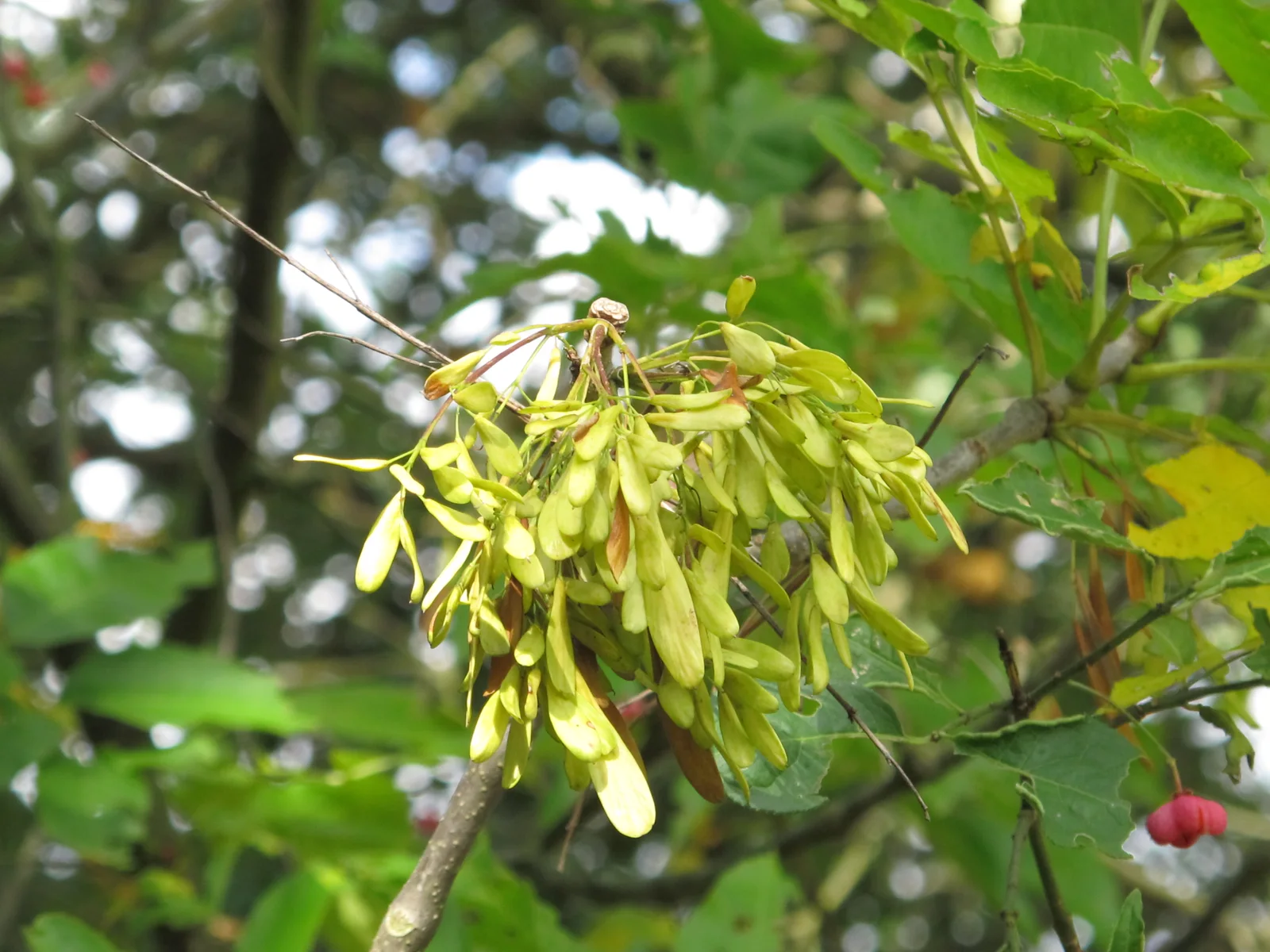 Clusters of narrow pale Green Ash samaras hanging below pinnately compound green leaves.