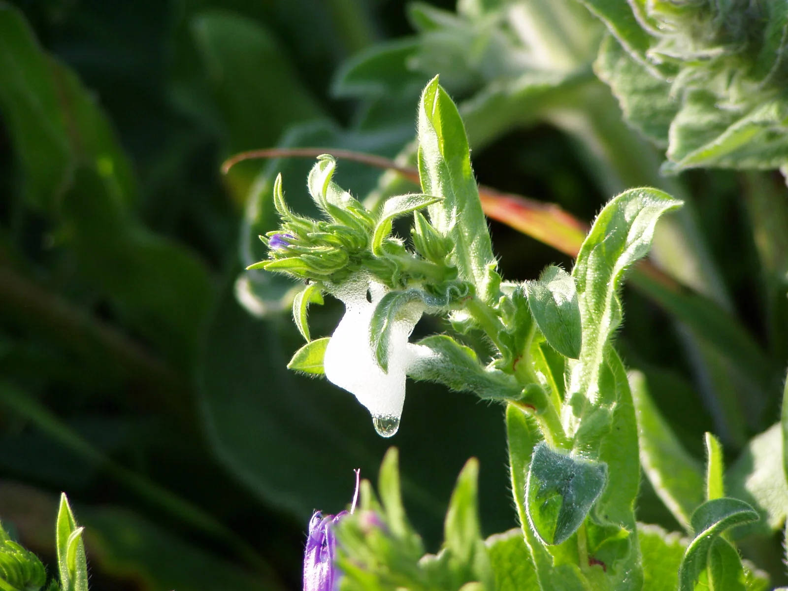 A fresh white meadow-spittlebug foam mass hanging from a green stem below folded leaves and a purple flower bud.