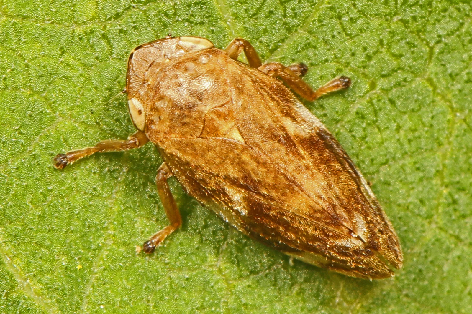 A compact brown meadow spittlebug resting on a green leaf with its wings folded like a low roof over its back.