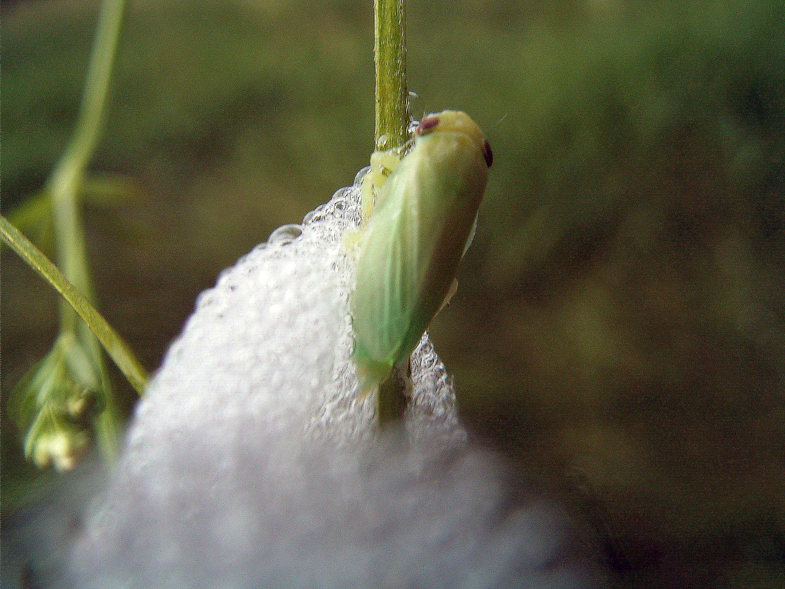 A pale green meadow-spittlebug nymph with a red eye beside a white foam mass on a narrow plant stem.