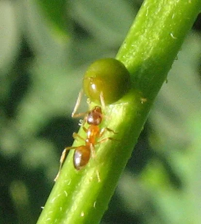 A small ant visiting pale nectar spots along a green plant stem.