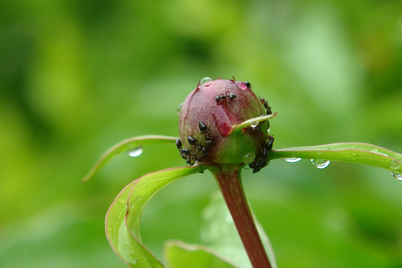 Small ants moving over the outside of a green peony flower bud.