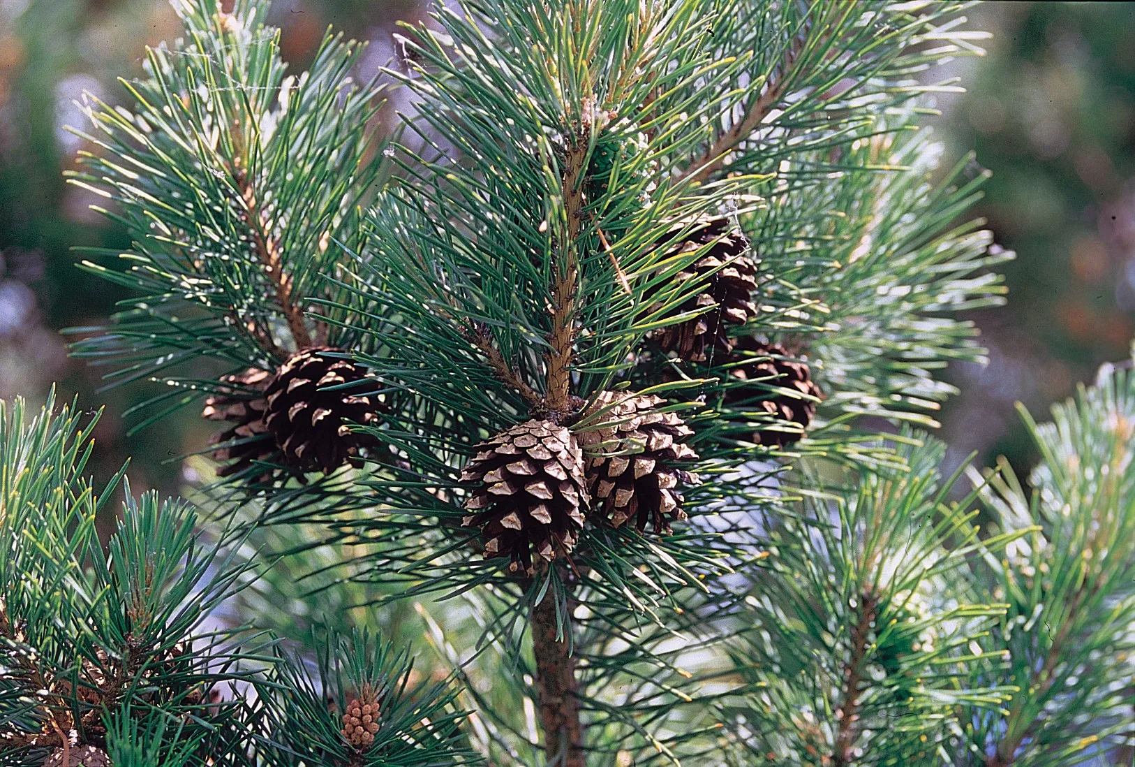Several open brown Scots Pine cones attached among pairs of green needles on a sunlit branch.