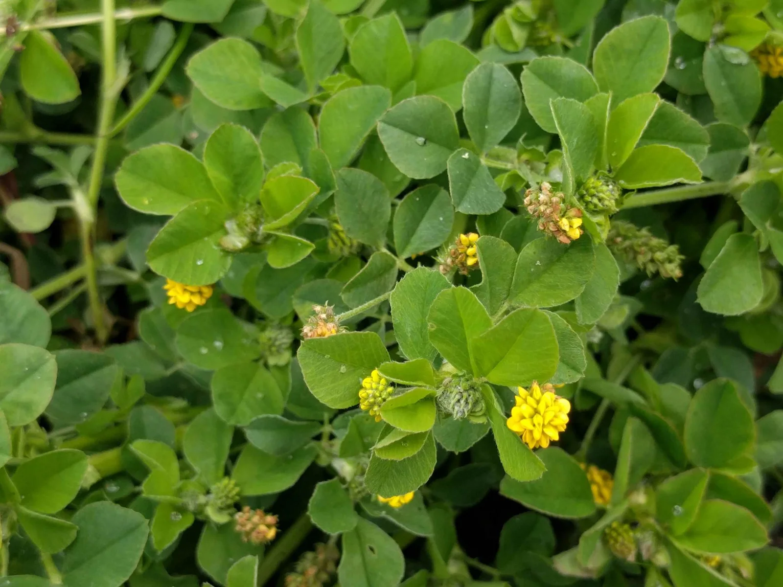 Black medick with tiny rounded yellow flower clusters among oval three-part leaves.
