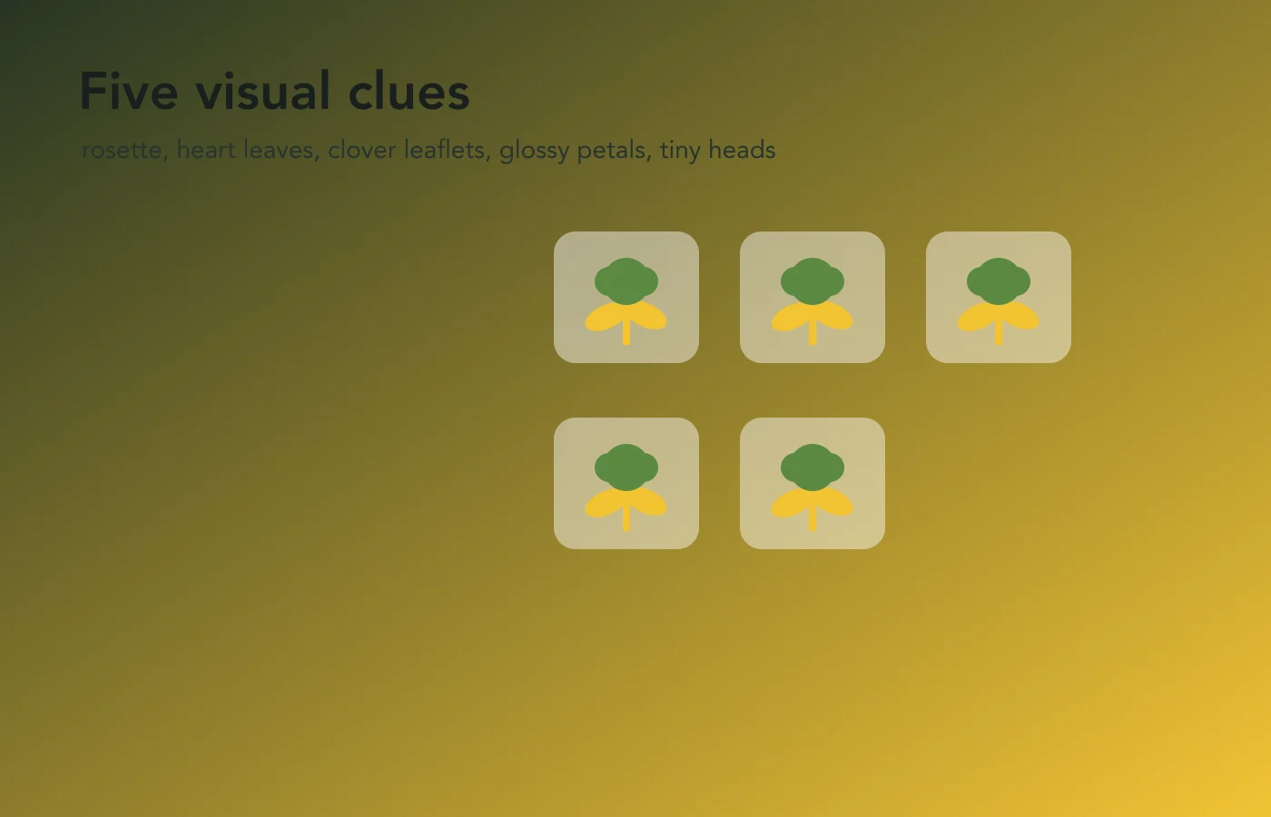 Illustrated comparison grid showing five yellow lawn flower clue types.
