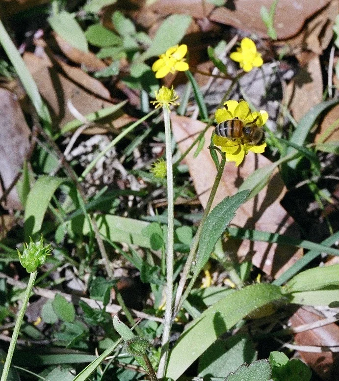 Hairy buttercup with separate glossy yellow flowers held above low leaves and stems.
