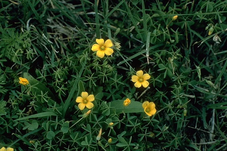 Slender yellow woodsorrel with five-petaled yellow flowers above three-part leaves in grass.