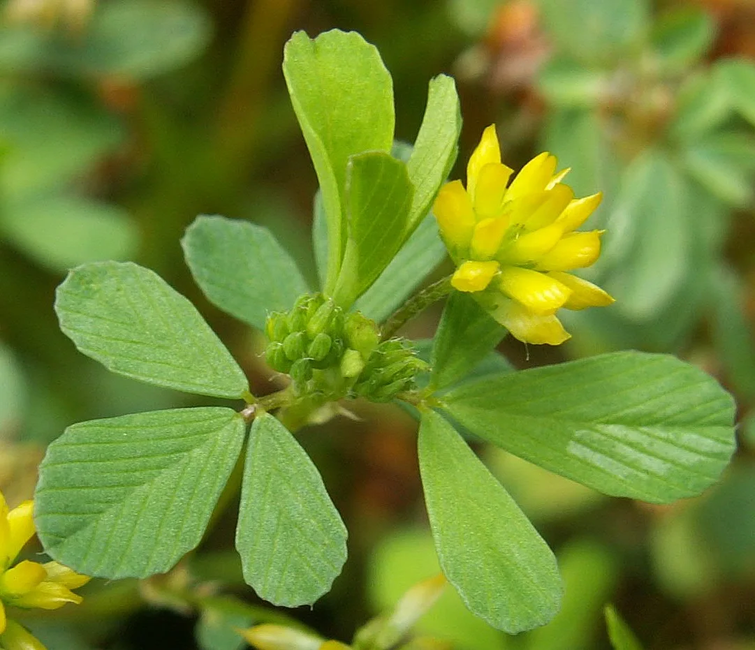 Suckling clover showing tiny yellow flower heads beside three small oval leaflets.