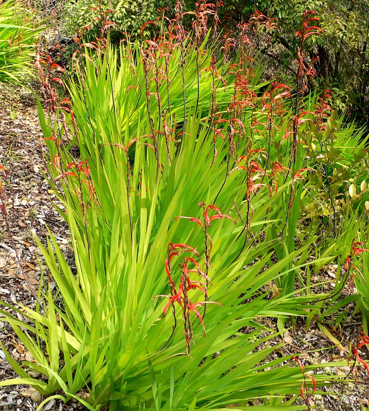 Orange Chasmanthe floribunda flowers curving from one side of a green stem.