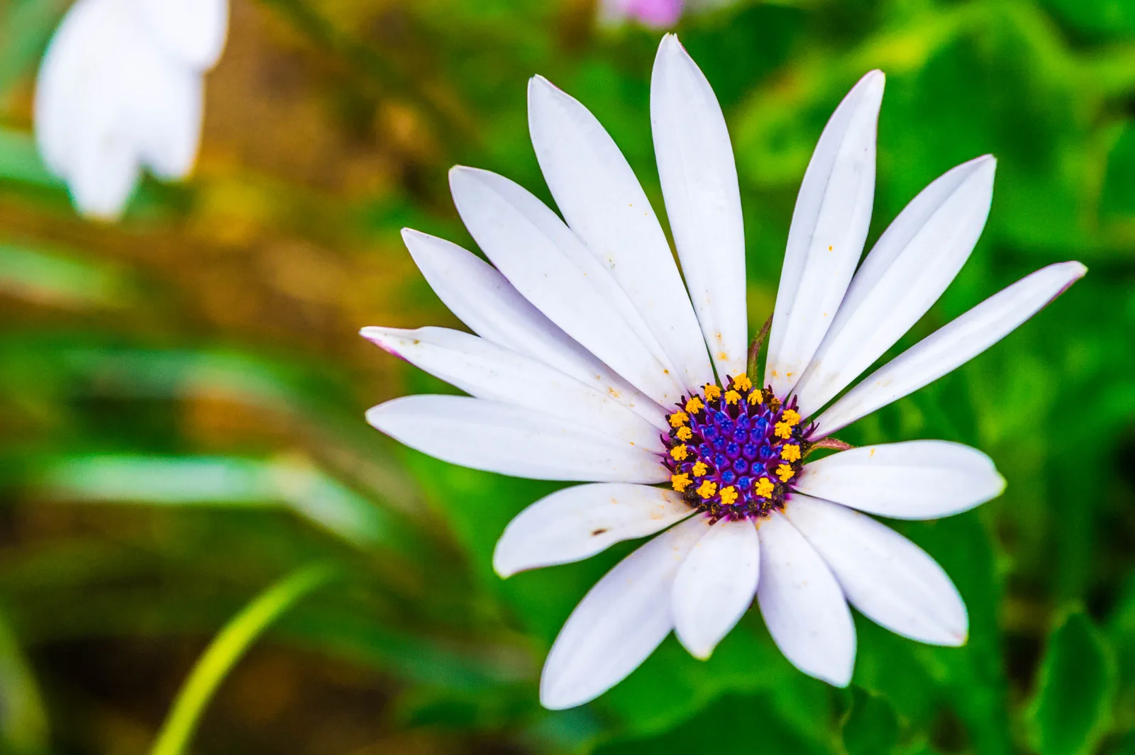 Verified image of African Daisy showing daisy-like ray flowers.