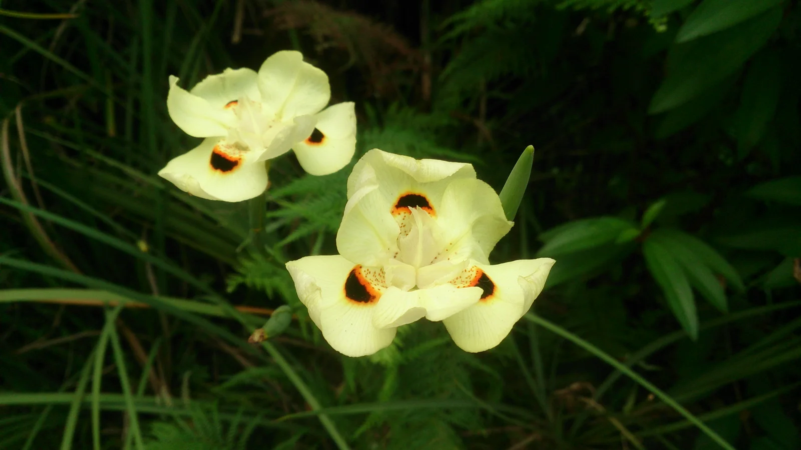 African iris with pale yellow petals and brown markings at the center.