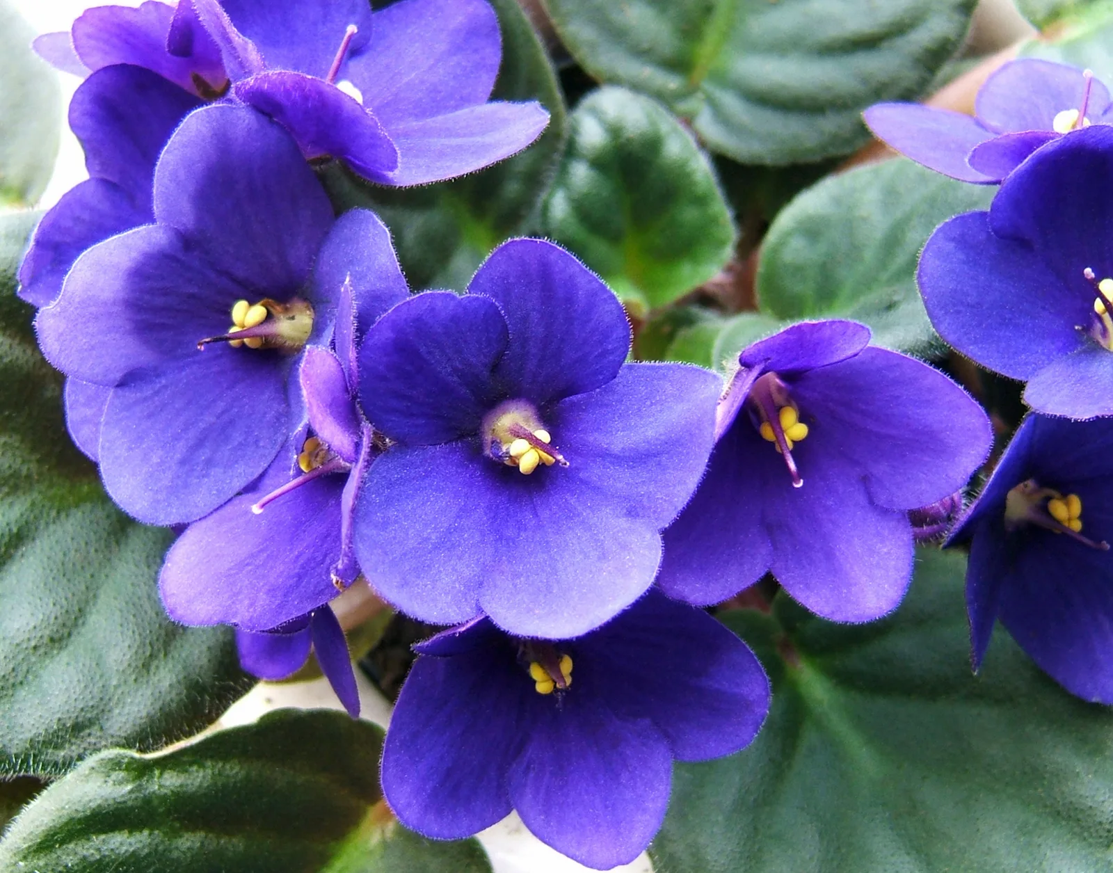 African Violet showing visible field marks for Streptocarpus sect. saintpaulia.