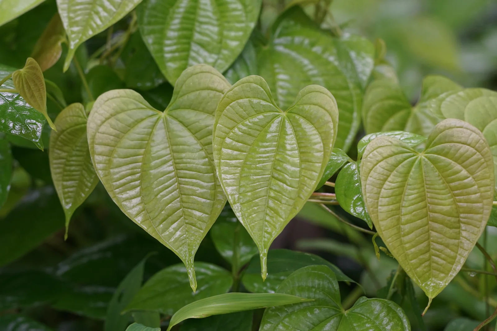 Air Yam field view showing heart-shaped leaves.