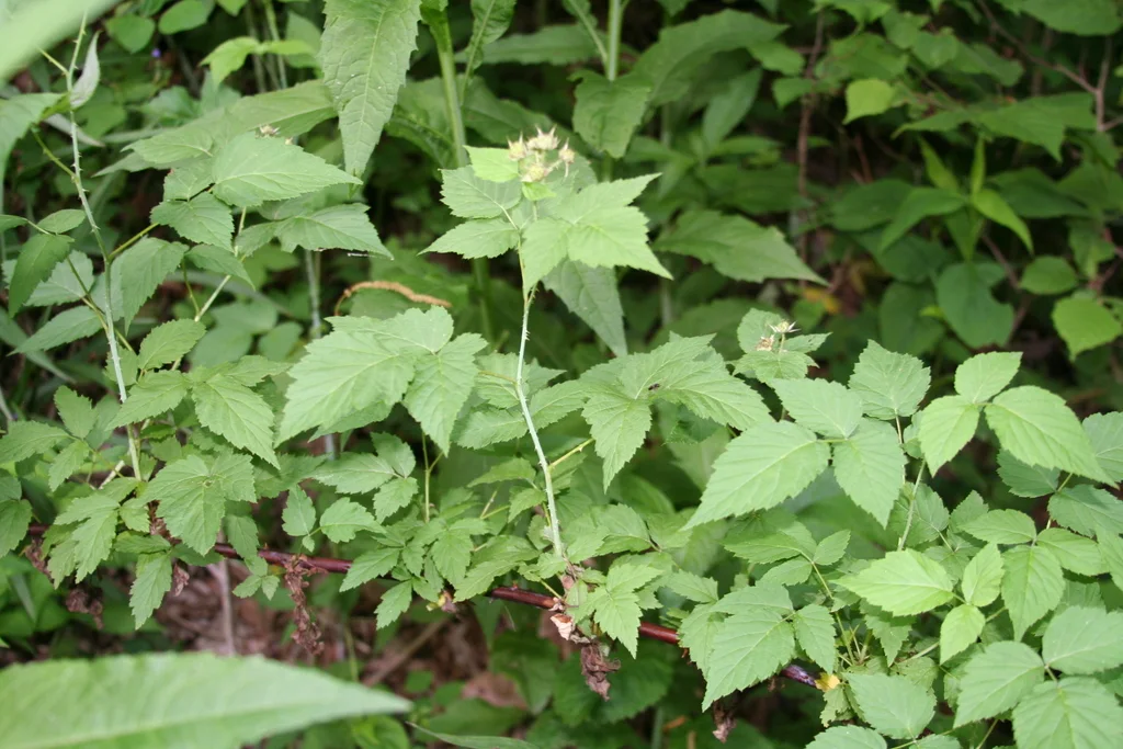 Allegheny blackberry cane with leaves, flowers, and developing fruit.