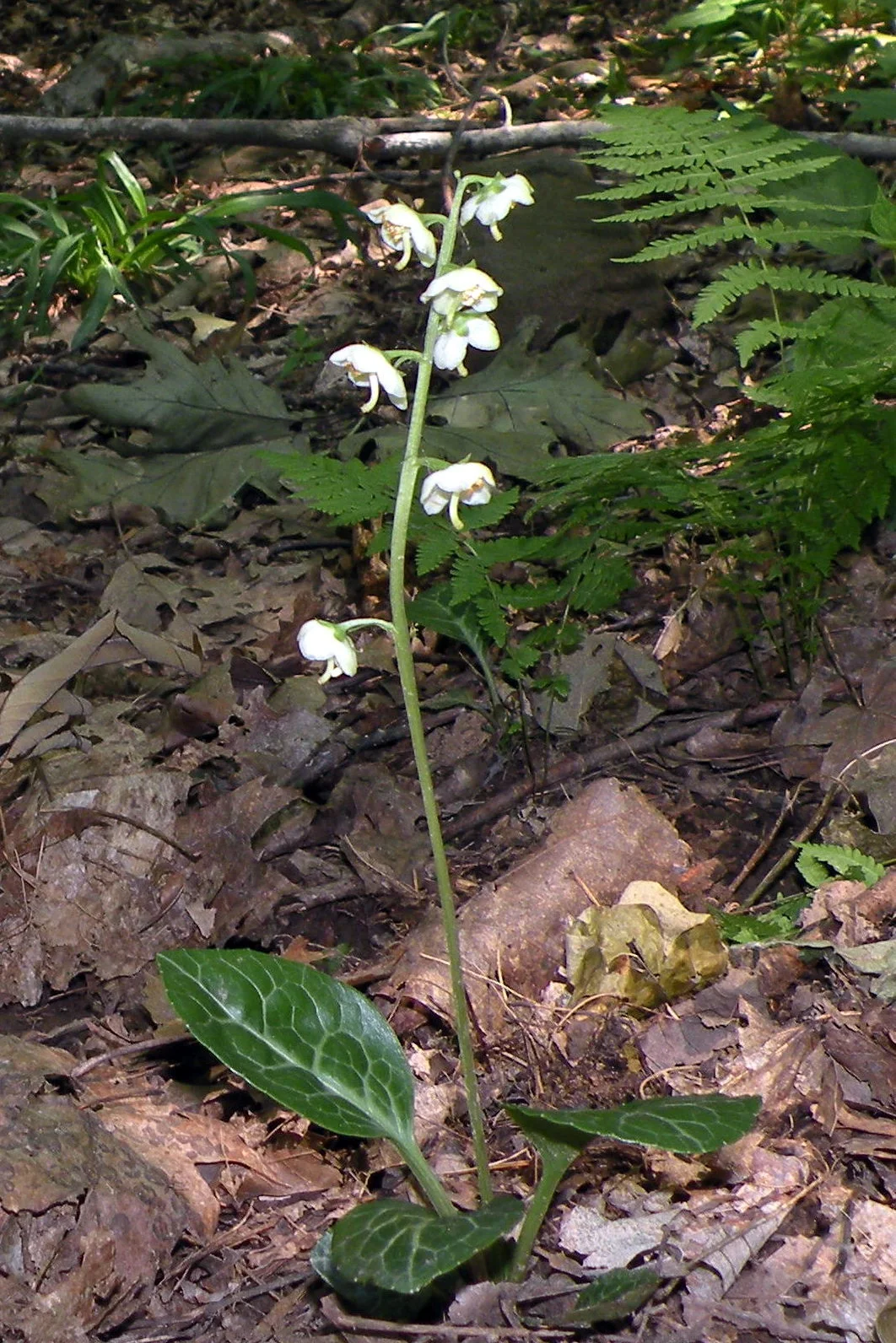 American wintergreen flowers rising above glossy rounded leaves.