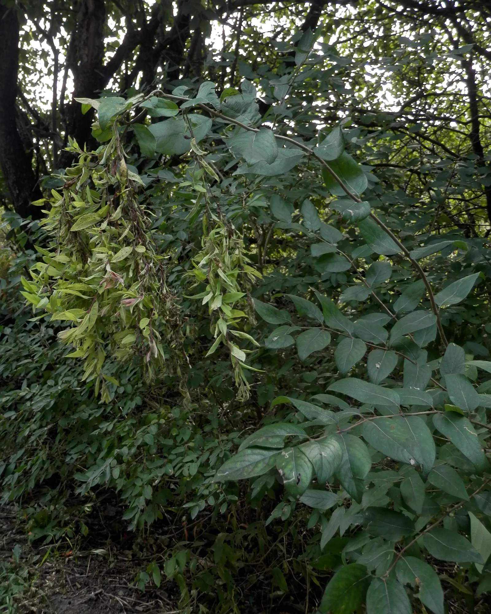 Amur Honeysuckle showing opposite leaves for field identification.