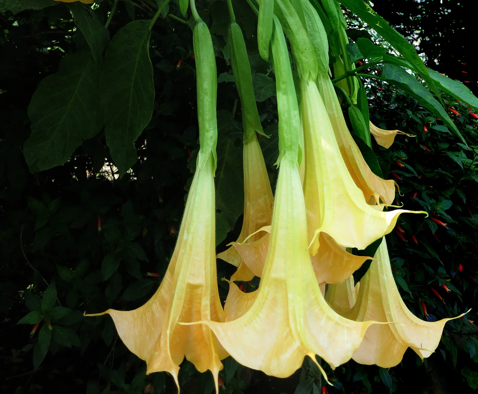 Angel's Trumpet showing field marks described in the Species Showcase.