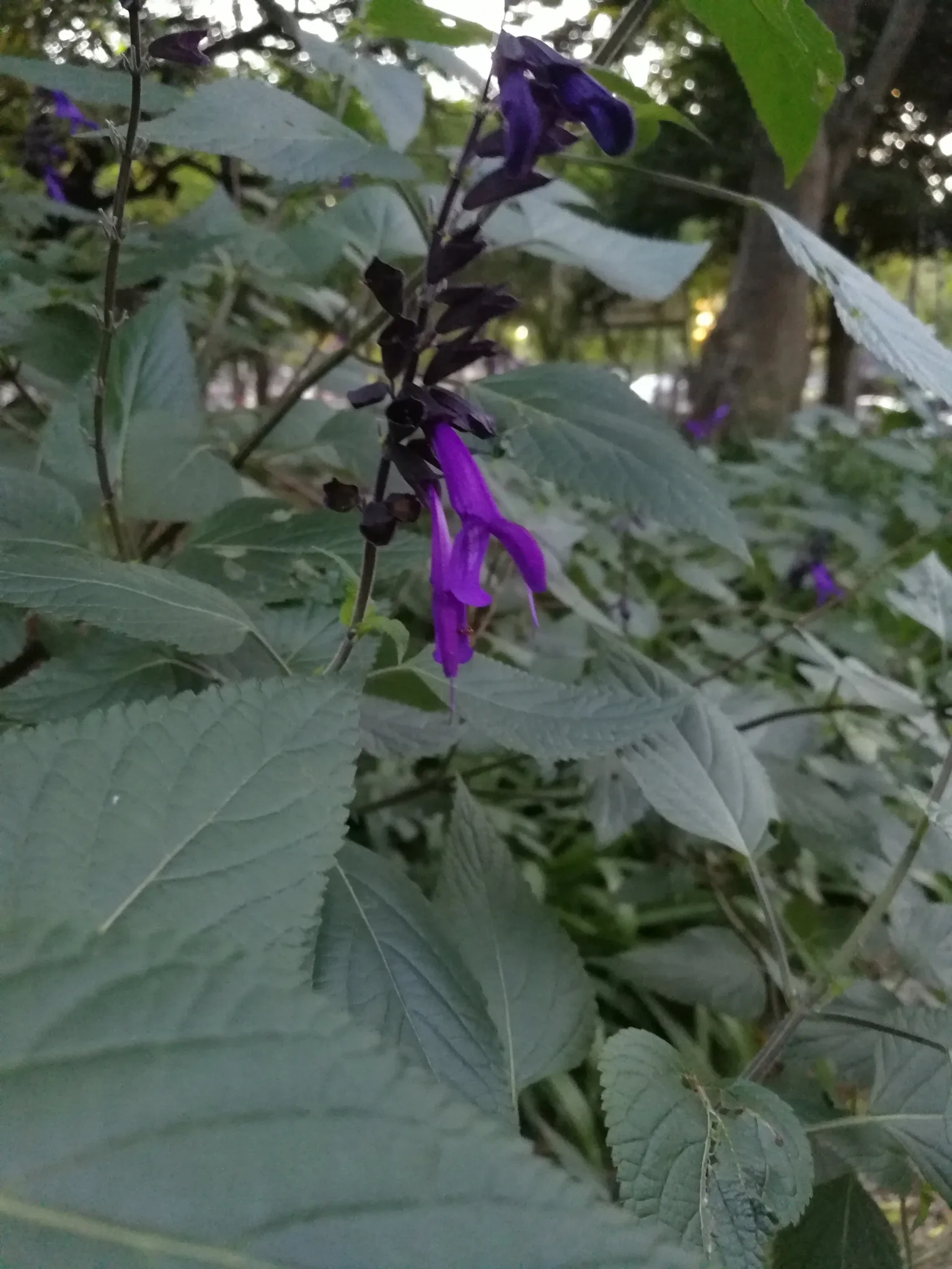 Anise-Scented Sage showing field marks for identification.