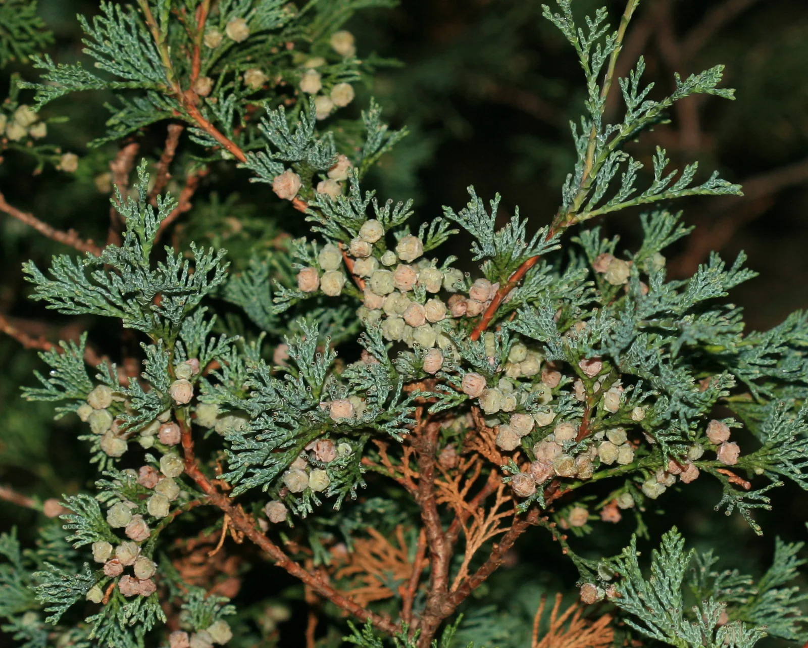 Atlantic White Cedar showing blue-green scale leaves for field identification.