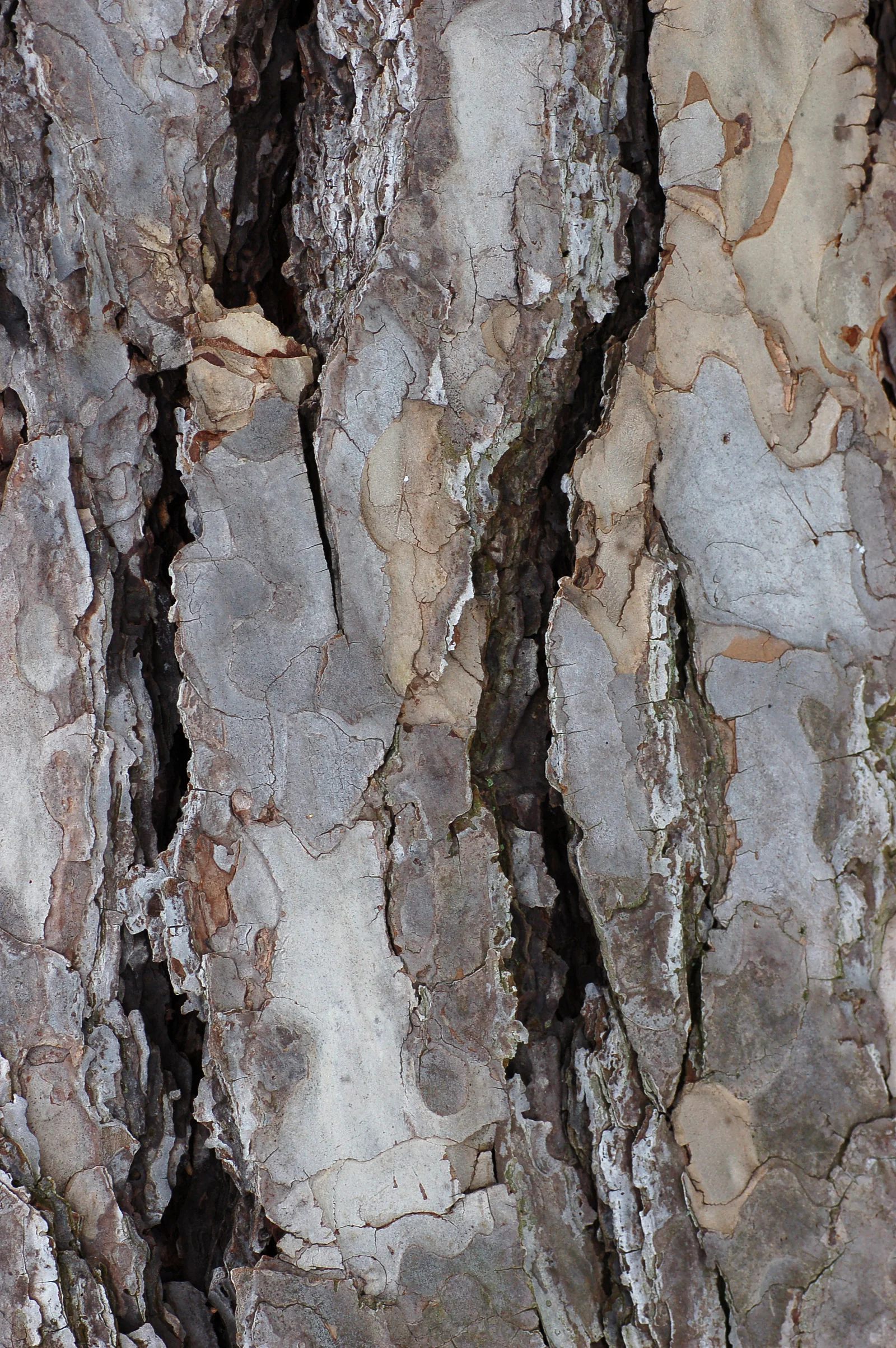 Austrian Pine showing field marks for identification.