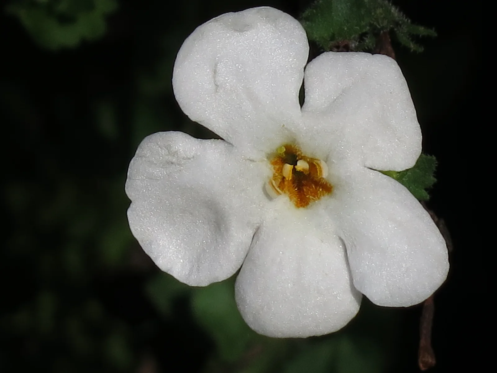 Bacopa hero showing overall form.