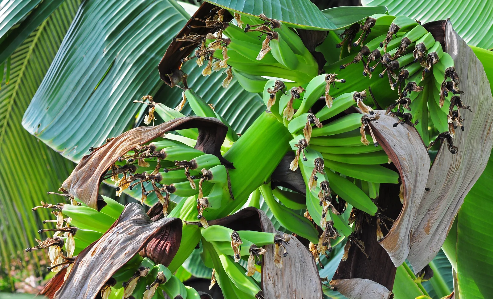 Musa acuminata banana plant with broad green leaves and fruiting structure.