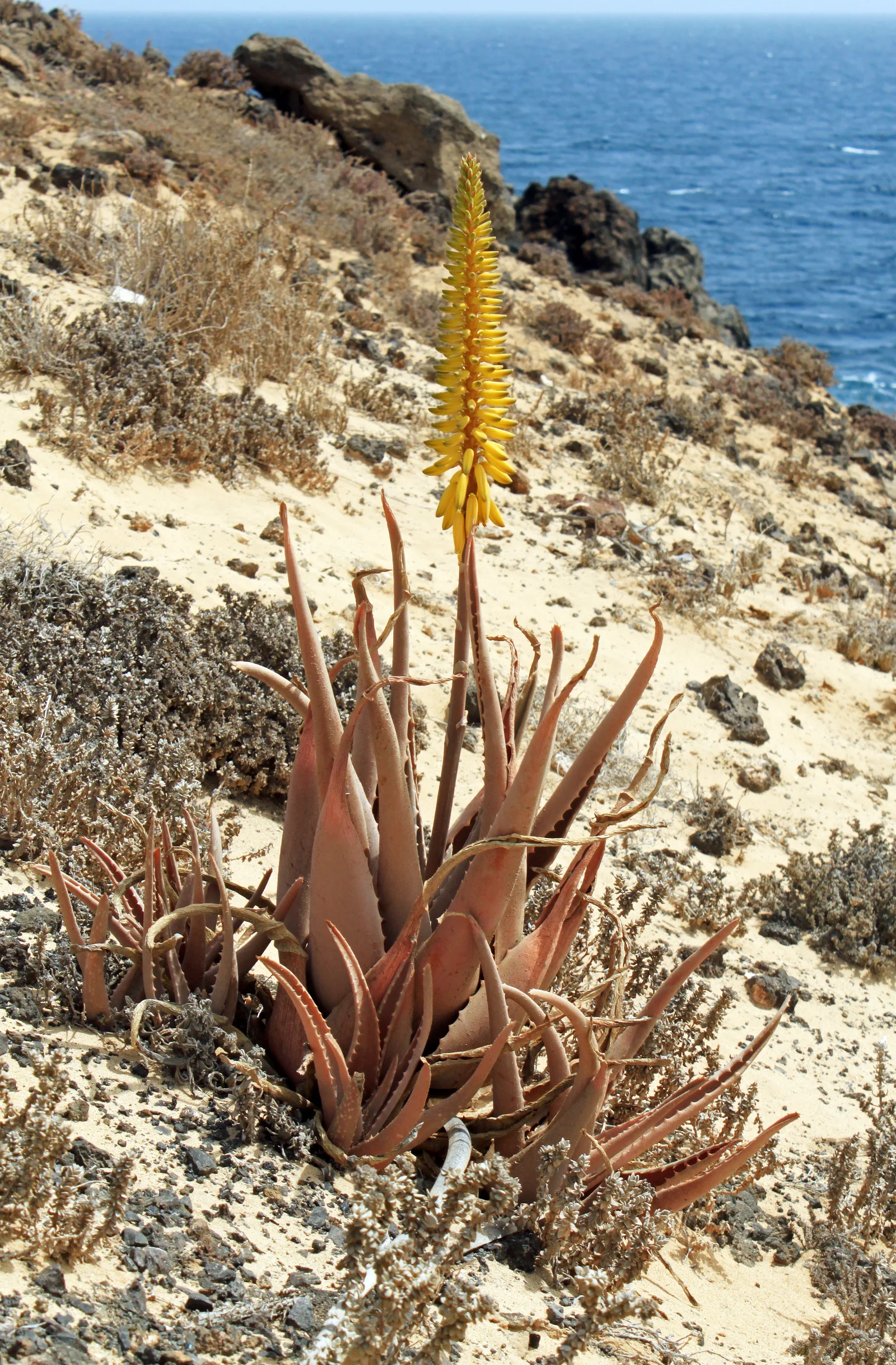 Barbados aloe rosette with thick toothed succulent leaves.