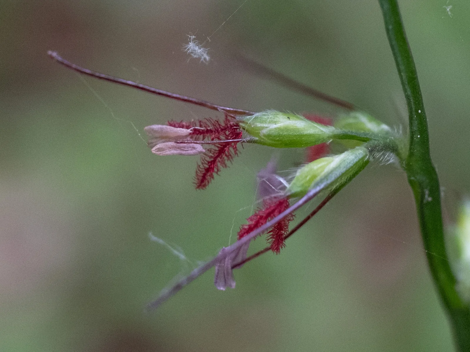Basketgrass field image showing key visible features.