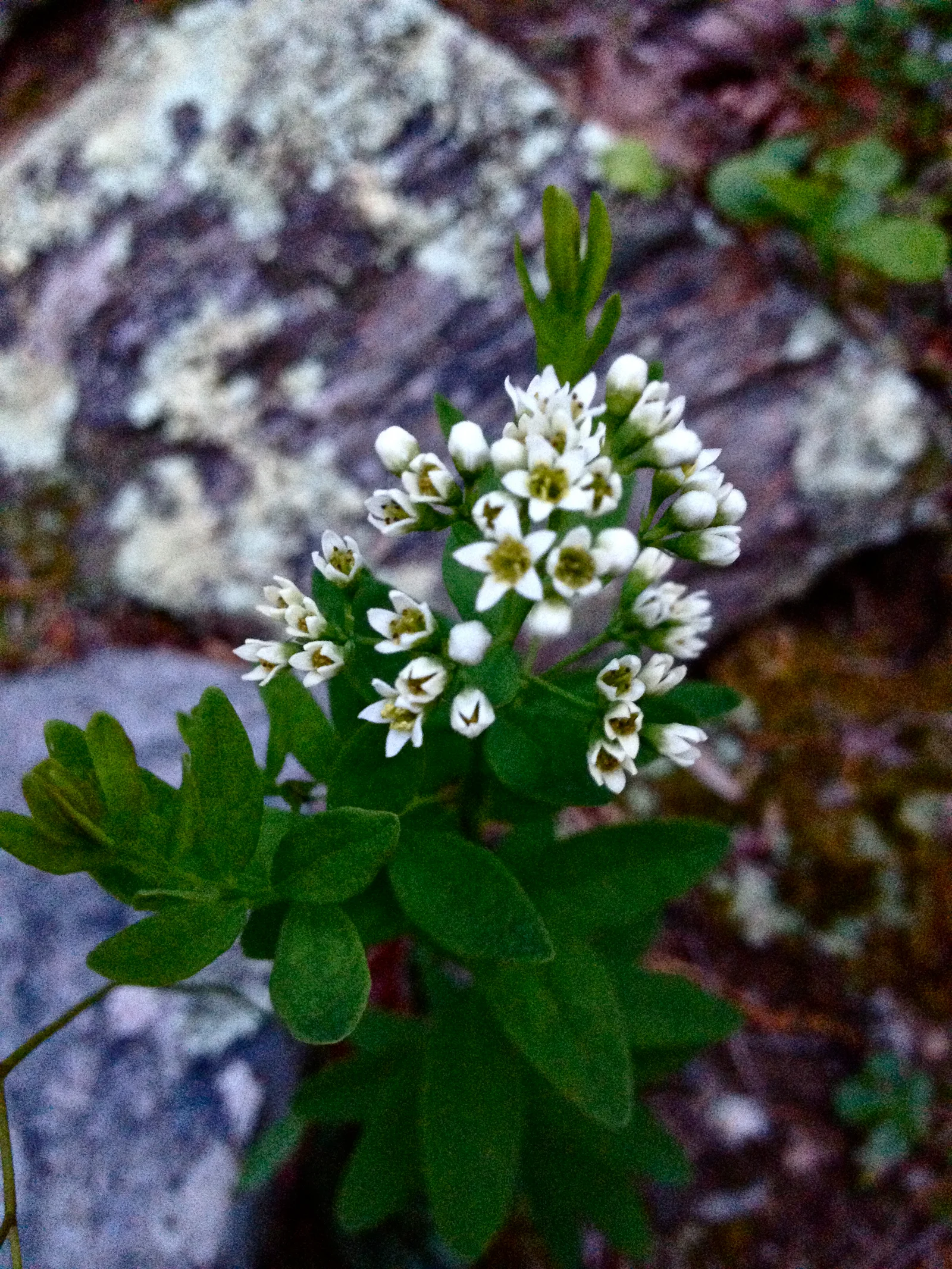 Bastard Toadflax showing field marks for Comandra umbellata.