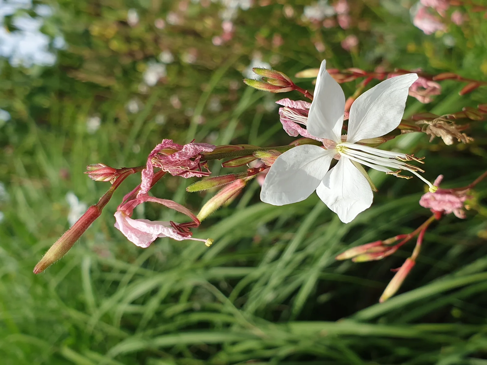 Oenothera lindheimeri with pale four-petaled flowers on slender stems.