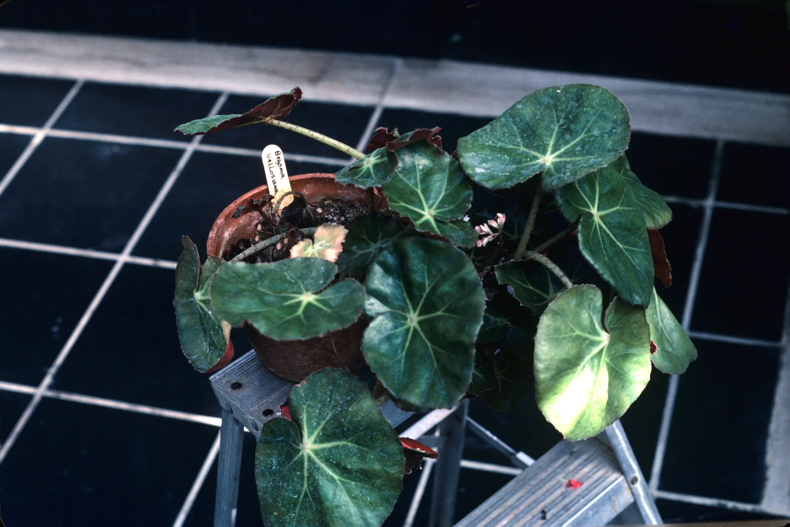 Beefsteak Begonia showing field marks for identification.