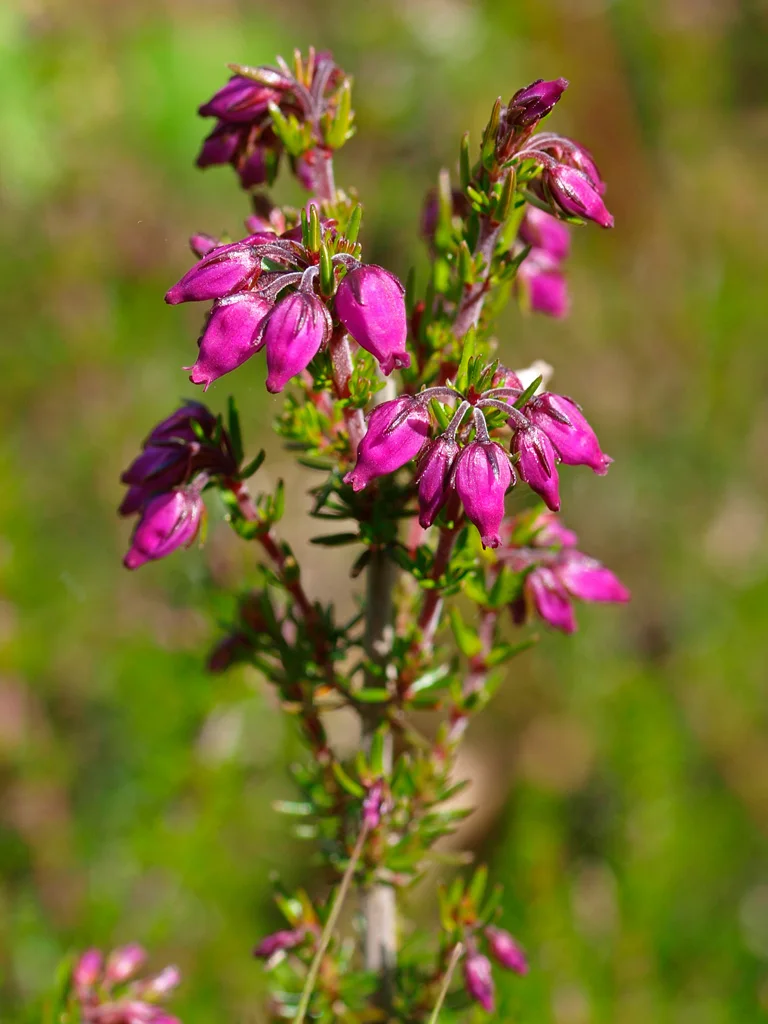 Bell heather with small purple bell-shaped flowers among needle-like leaves.