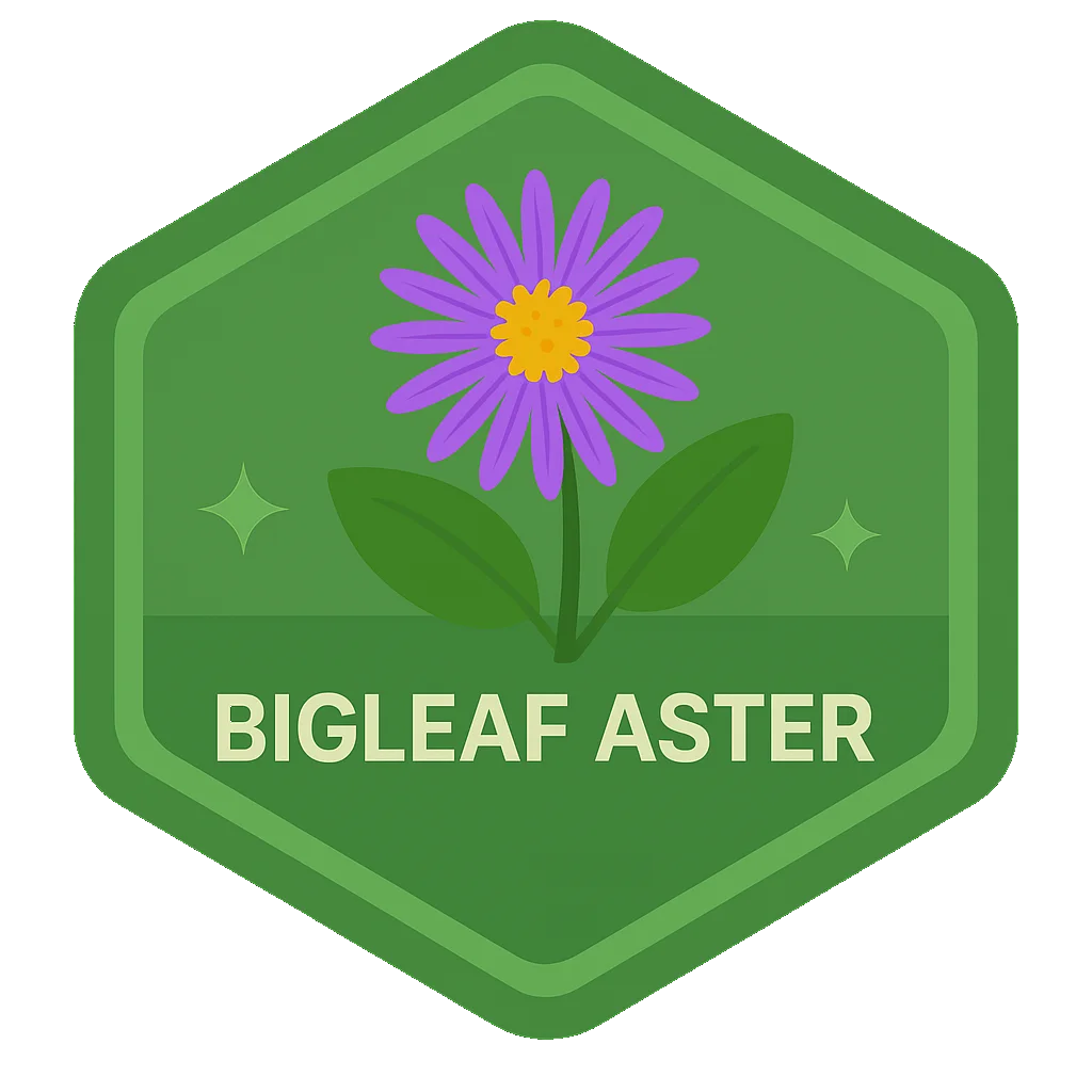 Bigleaf Aster badge art.