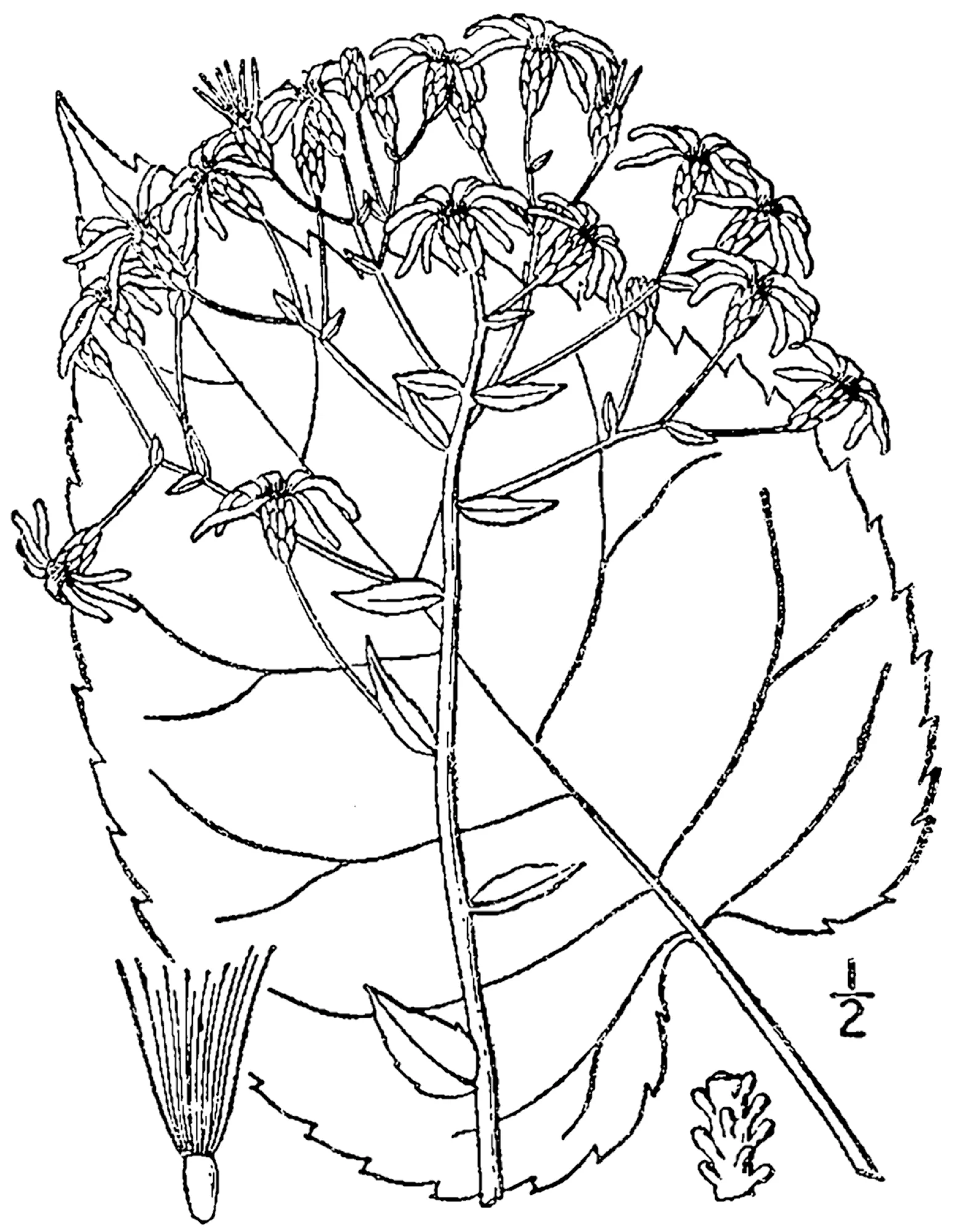 Bigleaf Aster showing large heart-shaped basal leaves for field identification.
