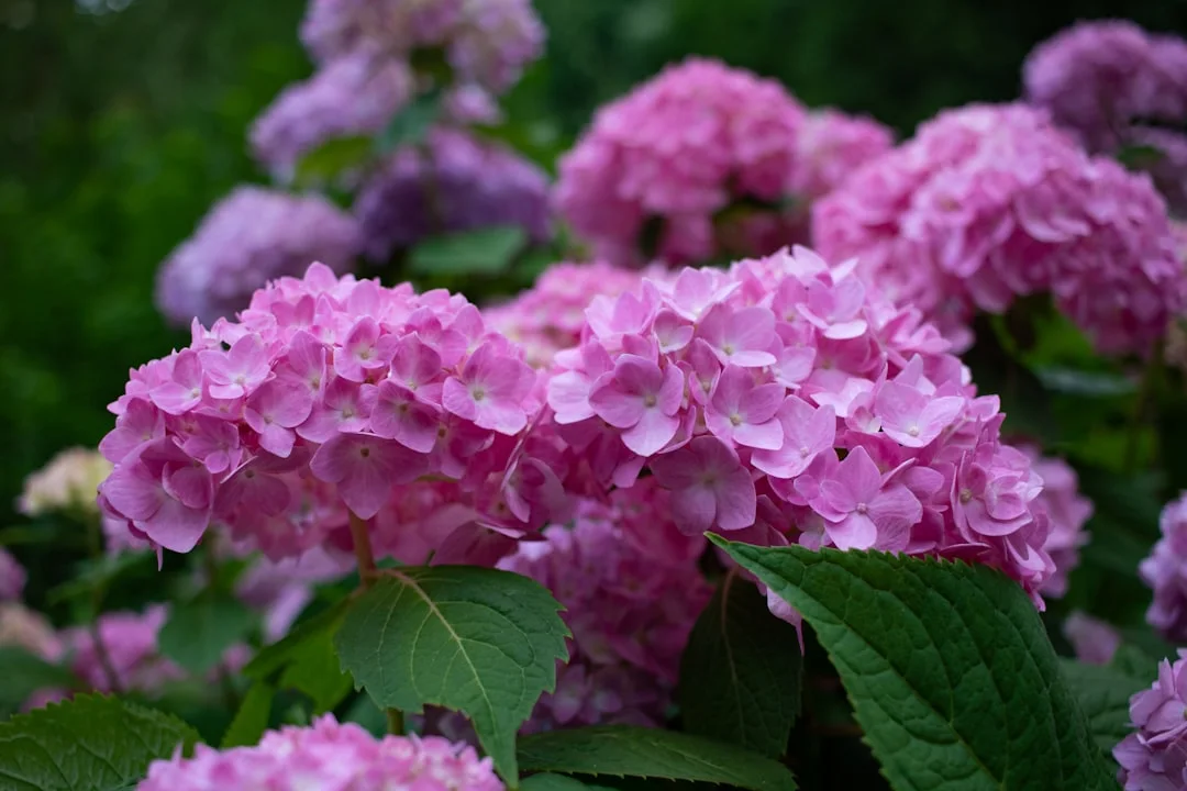 Pink bigleaf hydrangea flower heads with broad green leaves in a shaded garden.