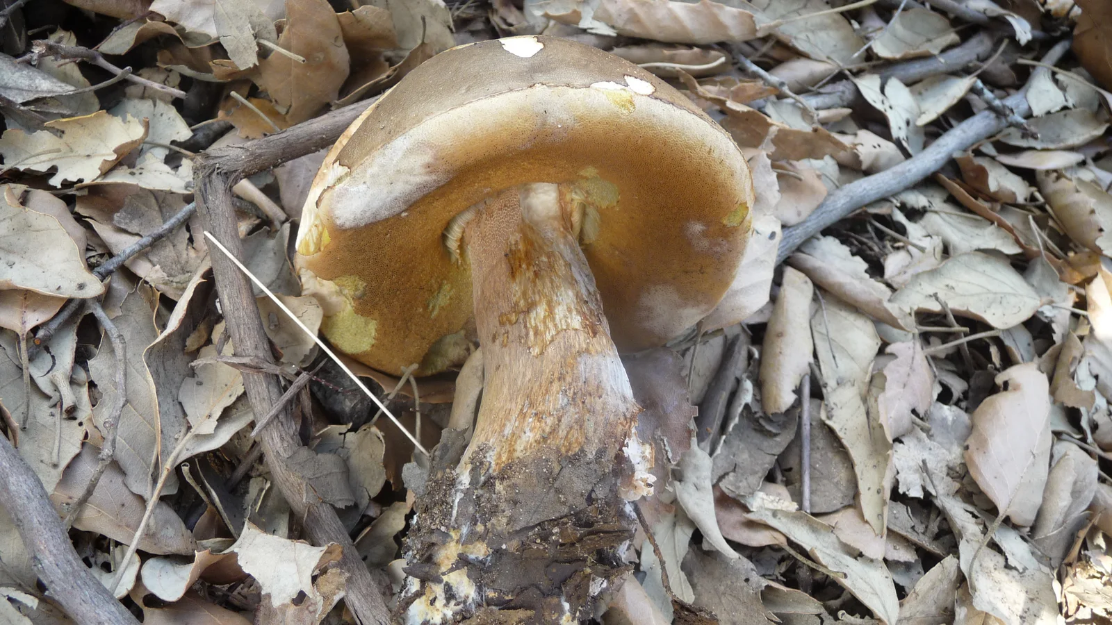 Bitter Bolete showing brown cap with a thick bolete shape for field identification.