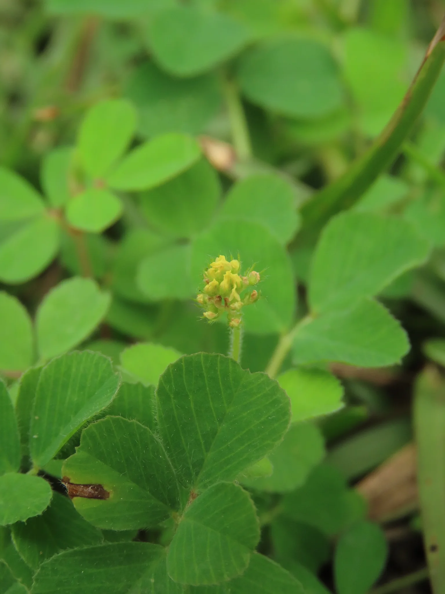 Black Medick field image showing key visible features.
