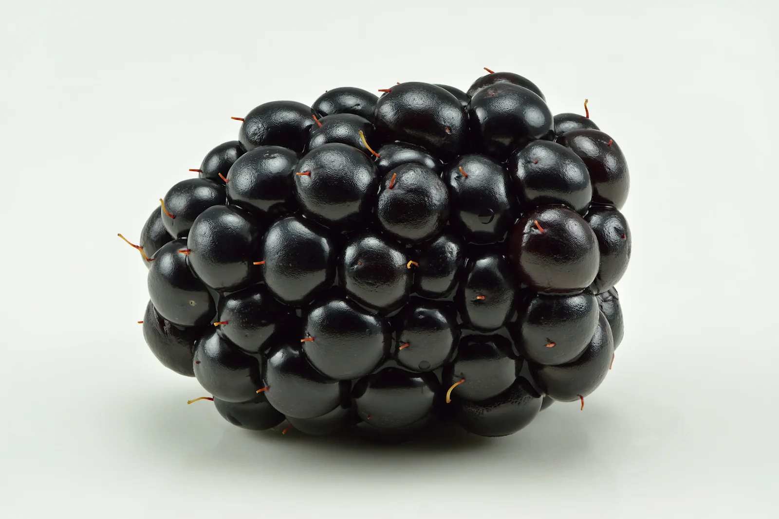 Blackberry field image showing key visible features.