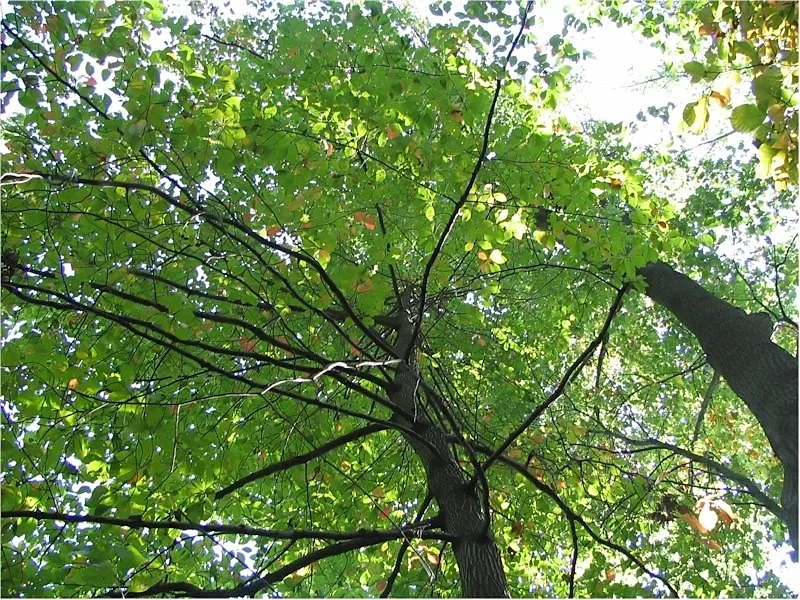 Blackgum showing glossy simple leaves for field identification.