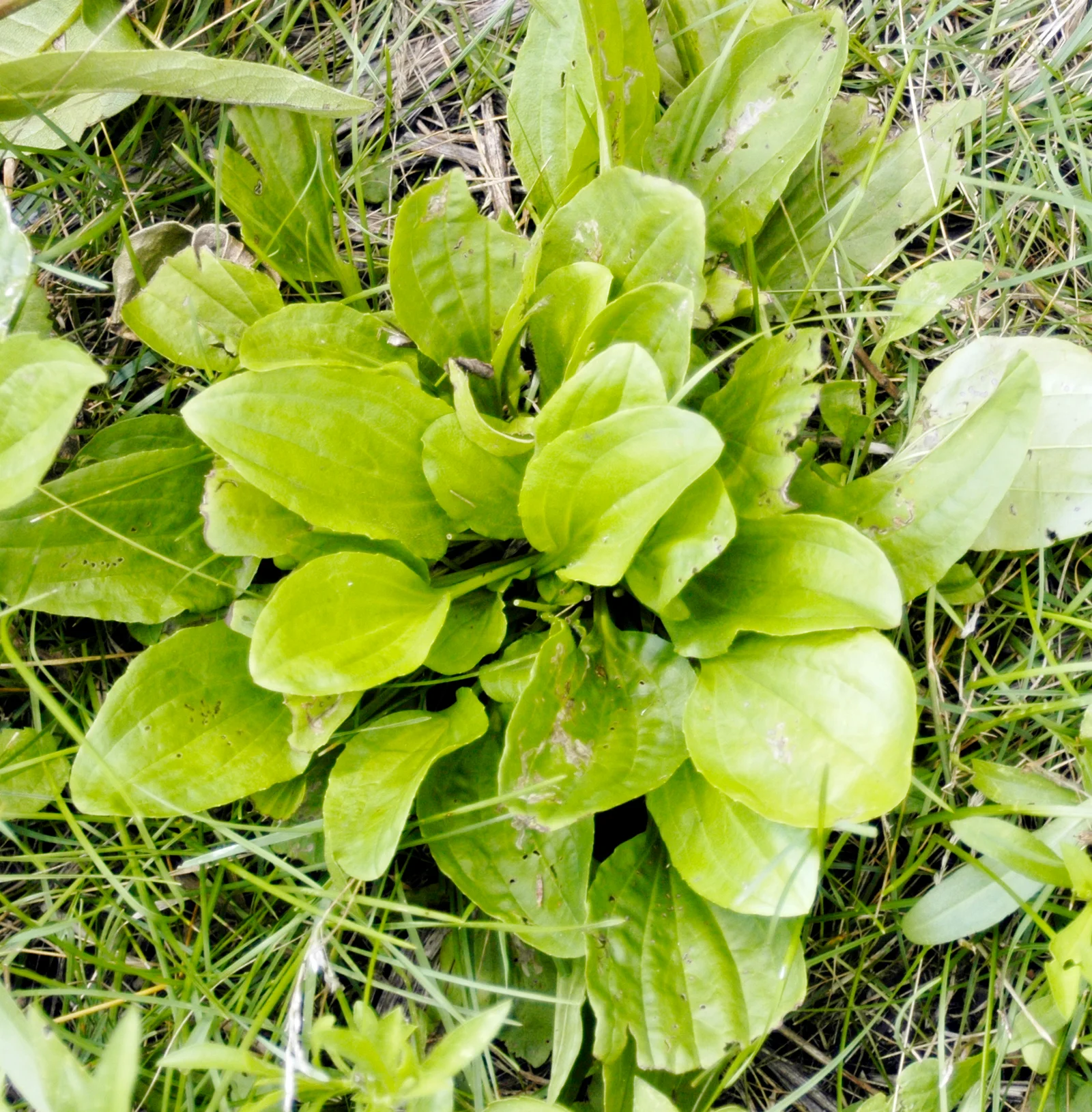 Blackseed plantain rosette with broad ribbed leaves.