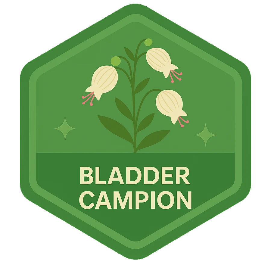 Leafari badge for Bladder Campion.