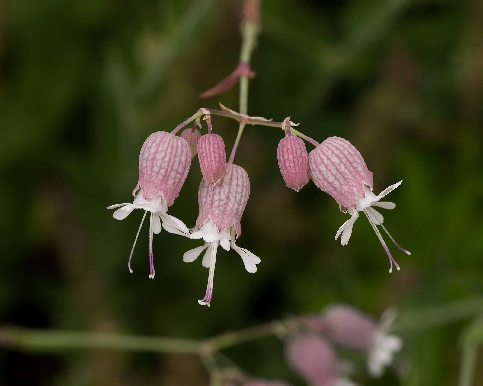 Bladder Campion showing inflated veined calyx.