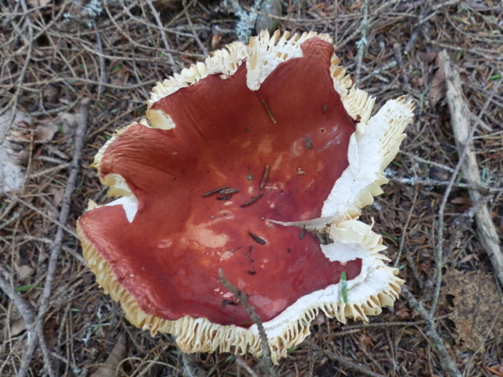 Bloody Brittlegill showing red to reddish cap for field identification.